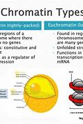 Image result for Chromatin Structure and Function