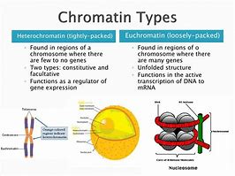 Image result for Chromatin Comparison To
