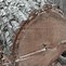 Image result for Chestnut Oak Wood 2X4 Lumber