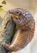 Image result for Animals That Look Like Armadillos