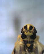 Image result for Eupherusa Trochilidae