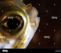 Image result for Fish Eye Profile Pics