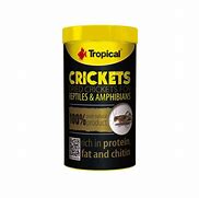 Image result for Tropical Crickets with the Hands