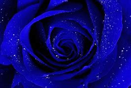 Image result for Cute Blue Flower Wallpaper