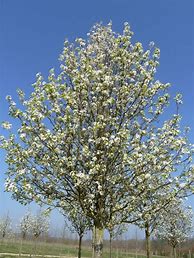 Pyrus calleryana Chanticleer に対する画像結果