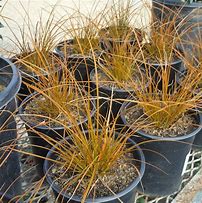 Image result for Carex testacea