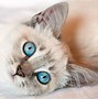 Image result for White Female Cat with Blue Eyes