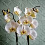 Image result for Orchid