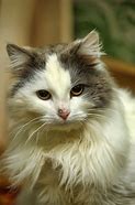 Image result for Gray and White Long Haired Cat