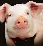 Image result for pig