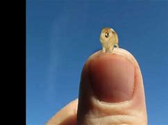 Image result for World's Smallest But