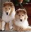 Image result for Rough Coat Collie