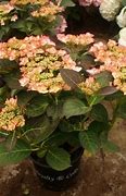 Image result for Hydrangea macrophylla Charme