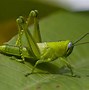 Image result for Grasshopper Like Insect