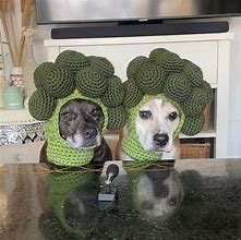 Image result for Crochet Dog Hat