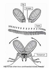 Image result for Cricket Insect File and Scraper Cartoon