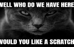Image result for Scary Cat Meme