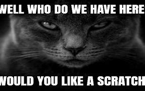 Image result for Funny Black and White Cat Memes