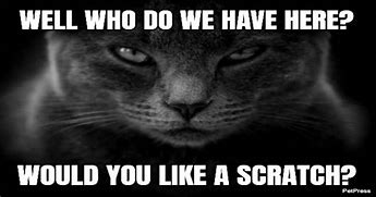 Image result for Dark Humor. Cat Memes