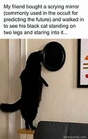 Image result for Round Cat Meme