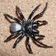 Image result for Mouse Spider Identification