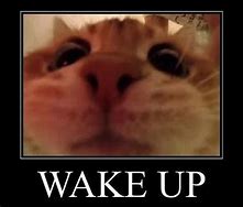 Image result for Wake Up Cat Meme Sticker