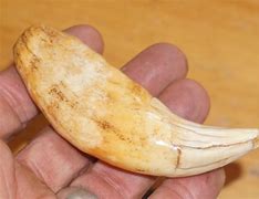Image result for Cave Bear Tooth