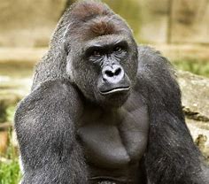 Image result for Berlin Zoo Gorilla
