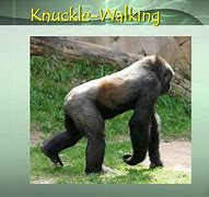 Image result for Knuckle-Walking