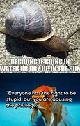 Image result for Snail Orb Meme