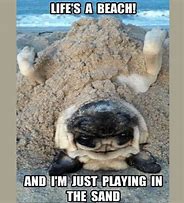 Image result for Beach Day Funny Memes