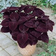 Image result for Dark Purple Leaf Plants