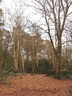 Image result for Pictures of iOS Beeches Greese