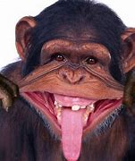 Image result for Cool Monkey PFP