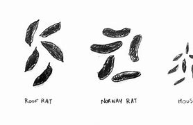 Image result for What Is the Difference Between a Mouse and a Rat