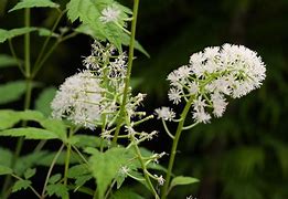 Image result for Actaea pachypoda (White Baneberry)