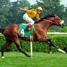 Image result for Pictures of Race Horses