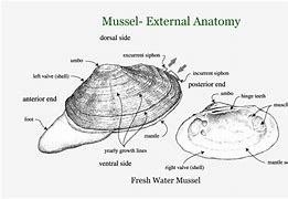 Image result for Body Covering of Clams and Mussels