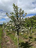 Image result for Malus John Downie