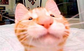 Image result for Silly Goofy Cat Memes