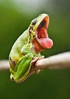 Image result for Goofy Frog