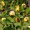 Image result for Brown Spots On Apple Tree Leaves