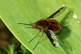 Image result for Big Bees That Look Like Flies