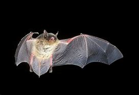 Image result for Bat Portrait