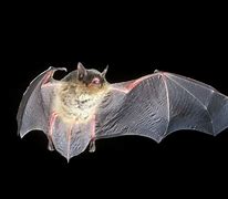 Image result for Florida Gray Bat