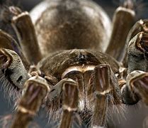 Image result for Bird Hunter Spider