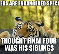 Image result for Sad Tiger Meme