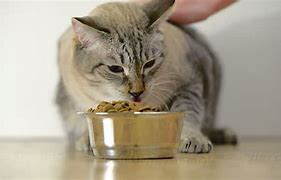 Image result for Cat Food