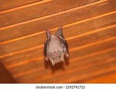 Image result for Fruit Bat Sleeping In