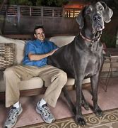 Image result for George the Biggest Dog in the World